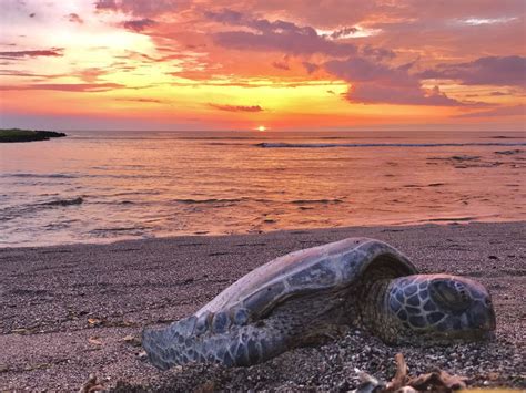 Hawaiin Green Sea Turtle Resting On Kalaoa Beach At Sunset