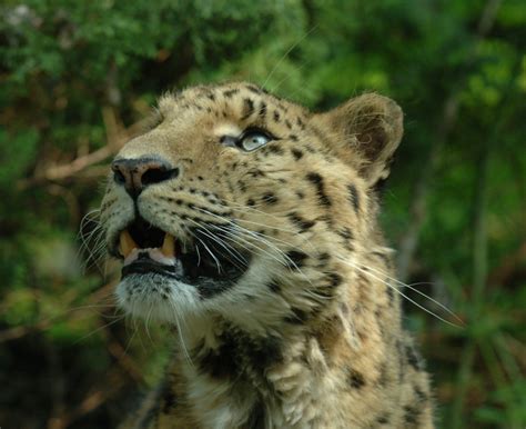 Amur Leopard Panthera Pardus Orientalis Display Full Image