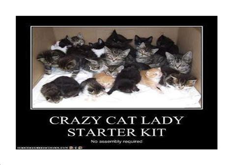 Crazy Cat Lady Starter Kit Funny Horses Funny Dogs Funny Animals