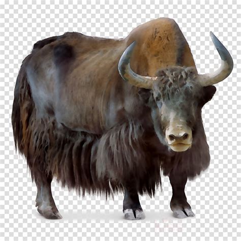 Yak Png 10 Free Cliparts Download Images On Clipground 2024
