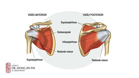Manguito Rotador Anatomia