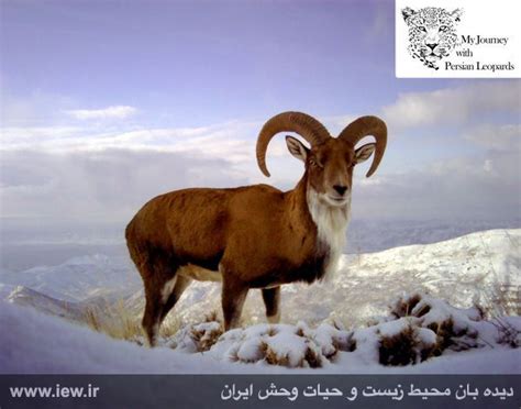 Urial Mouflon Captured By Camera Trap In Salook And Sarigol National