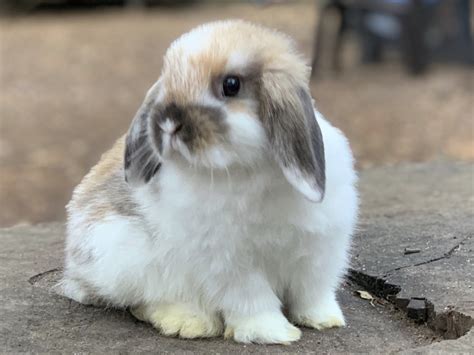 Holland Lop Rabbits For Sale Houston Tx 324990