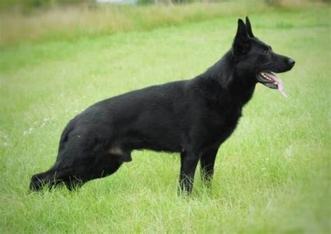 Eurohund German Shepherd Puppies