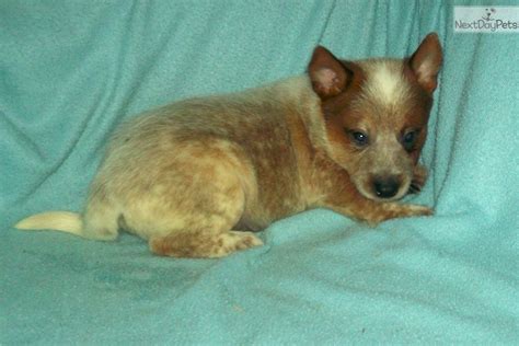 Blue and red queensland heeler puppies playing in the yard, 6. Bootpatch Red Male: Australian Cattle Dog/Blue Heeler ...