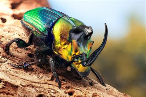 Beetle Insect Wallpapers Wallpaper Cave