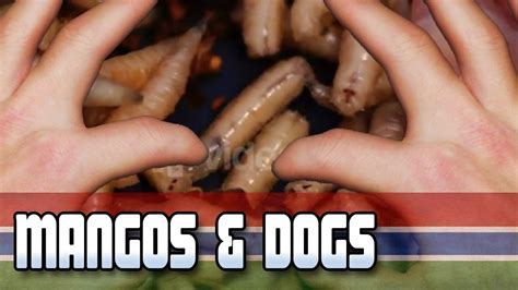 Mango Worms Dogs And Should Vets Wear Gloves Bonus Puppy Footage Youtube