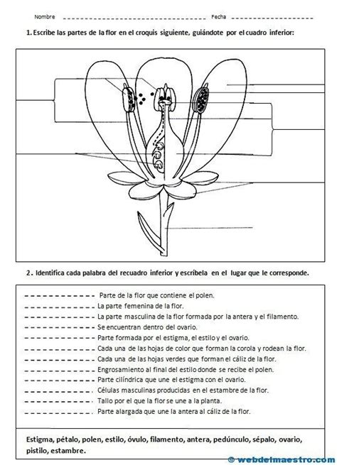 Partes De Una Flor Web Del Maestro Aula De Ciencias Partes De La