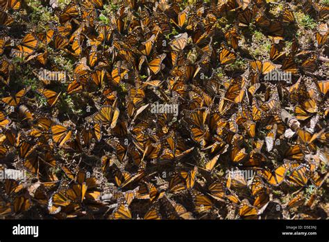 Monarch Butterflies Michoacan Mexico Stock Photo Alamy