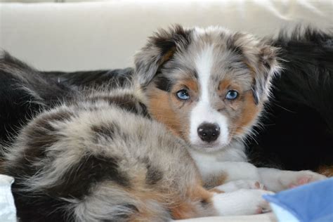 How Are Australian Shepherds With Babies