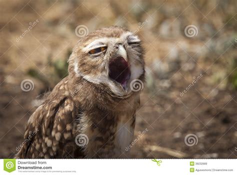Burrowing Owl Athene Cunicularia Yawning Stock Image Image Of Mouth