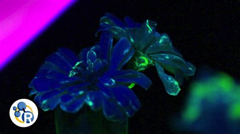 Grow Your Own Glowing Flowers The Science Of Fluorescence Live Science