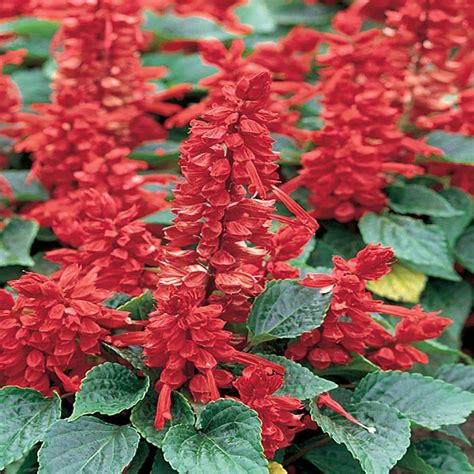 45 In Red Salvia Sage Plant 9948 The Home Depot