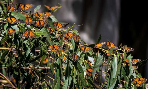 Private Monarch Butterfly Tour From Morelia 2023 Ph