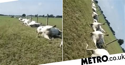 Creepy Footage Shows Cows Found Dead In A Straight Line After A