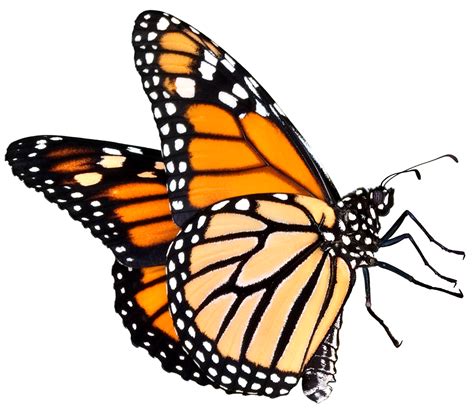 Monarch Butterfly Png Clip Art Library Images And Photos Finder