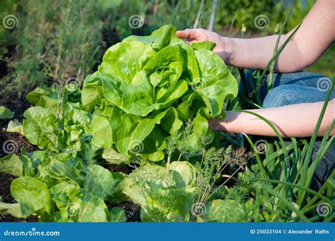 Picking Vegetables Stock Photo Image Of Healthy Gardening 25033104