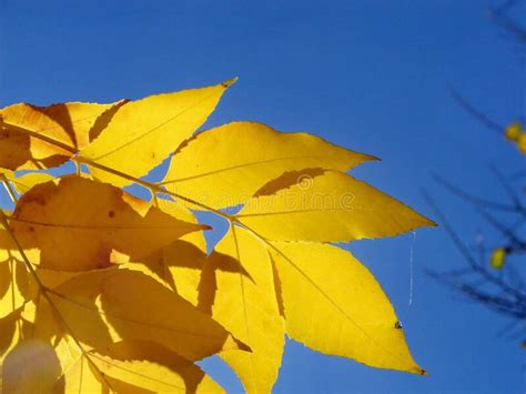 Yellow Autumn Leaves And Deep Blue Sky Stock Image Image Of