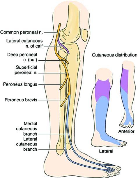 Clinical Anatomy Of The Superficial Peroneal Nerve In The My XXX Hot Girl