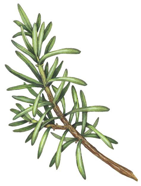 Botanical Illustration Of A Branch Of Rosemary Herbs Illustration