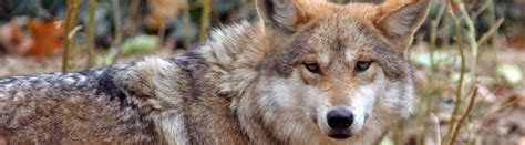 Wolf Woods The Cincinnati Zoo And Botanical Garden