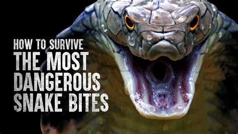 How To Survive The Most Dangerous Snake Bites Ww3 Survival