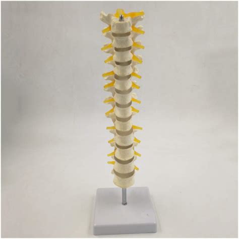 Buy Thoracic Model Vertebra Medical Thoracic Teaching Spine Model Anatomical Model With