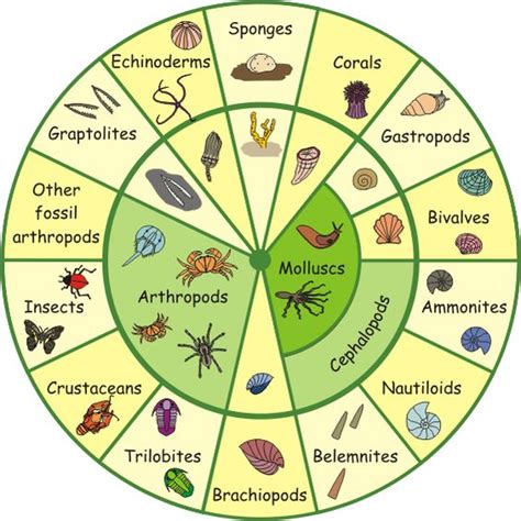 After a brief introduction to phylum chordata, junior icthyologists learn. The invertebrate wheel | Theme - Invertebrates | Pinterest | Wheels, Print Pictures and Group