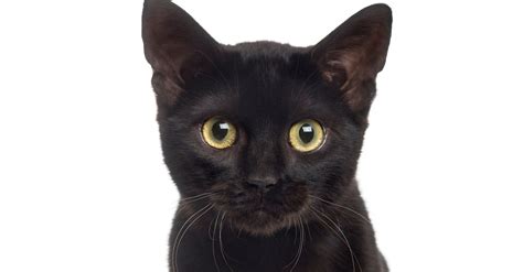 Stop Hating On Black Cats Its National Black Cat Day Huffpost