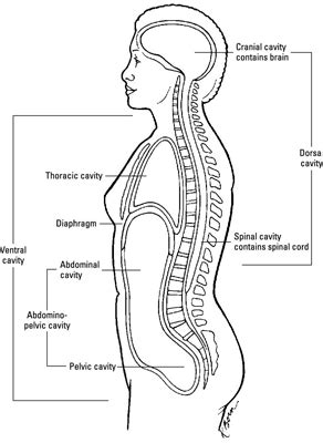 When combined, you can define a specific medical term. Medical Terminology for Regions of the Body | Anatomy and ...