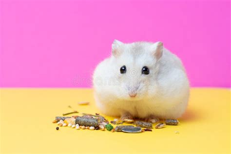 Dwarf Hamster Eats Grain On Blue Background Top View Stock Image