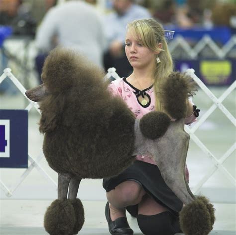 Brown Beauty Photos From The Lone Star Poodle Clubs Speci Flickr