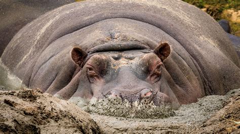Hippos Africas River Giants Videoneat