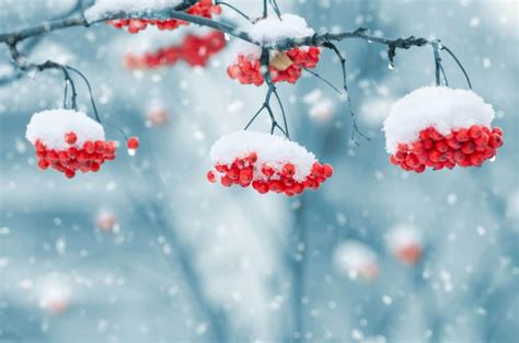 무료 이미지 경치 자연 분기 겨울 식물 화이트 꽃잎 서리 빨간 날씨 교수형 시즌 강설 닫다 성장하는