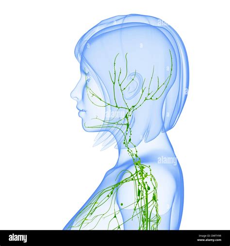 Neck Lymphatic System Hi Res Stock Photography And Images Alamy