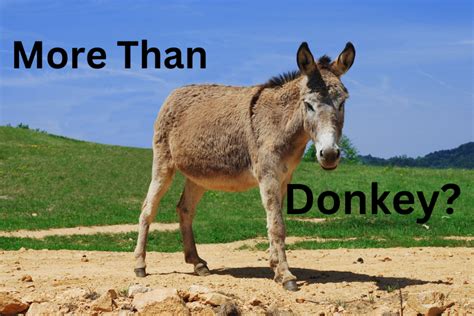 Why Did Jesus Ride A Donkey Into Jerusalem Its Symbolic Carpenter