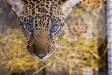 Years Of Pioneering Work Make Brazil The Model For Reintroduction Of