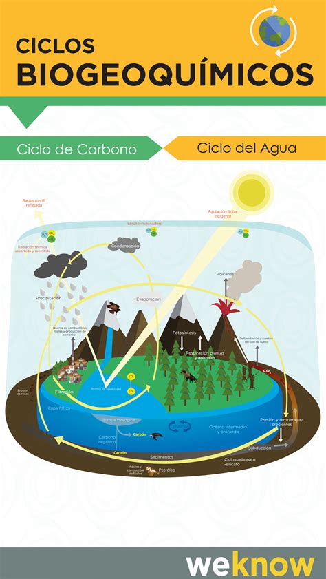 Ciclos Biogeoquimicos Visually