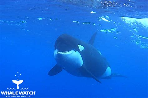 Killer Whales Mating Whale Tales