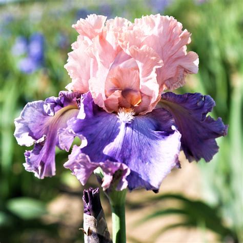 Tall Purple Reblooming Bearded Iris Bulbs For Sale Florentine Silk