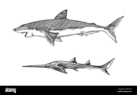 Great White Shark Or Mackerel Shark And Sixgill Sawshark Marine