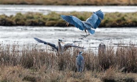 Scene In Edmonds Heron Hullabaloo My Edmonds News