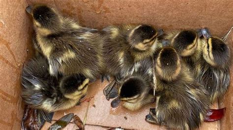 Officer Rescues 8 Ducklings From Storm Drain As Worried Mother Looks On Abc News