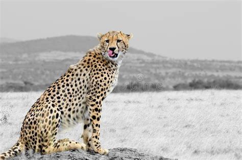 Black And White Photography With Color Cheetah Stock Photo