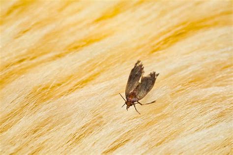 moth control and treatment standard pest management