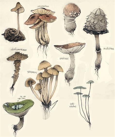 Leppu Botanical Drawings Stuffed Mushrooms Mushroom Art