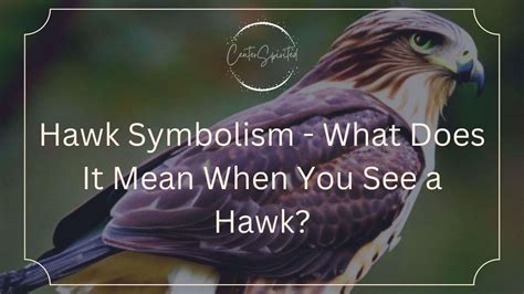 Hawk Symbolism What Does It Mean When You See A Hawk