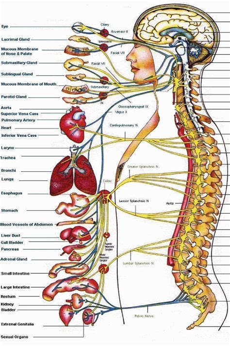 nerve chart of the spine