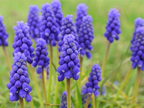 5 Purple Perennial Flowers Diy Garden Projects Vegetable Gardening