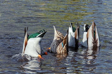 Mallard Ducks Upending And Feeding Photograph By Simon Booth Pixels Merch